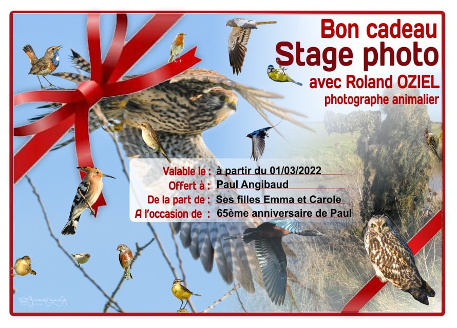 Stage photo animalière pour observer les oiseaux de Vendée