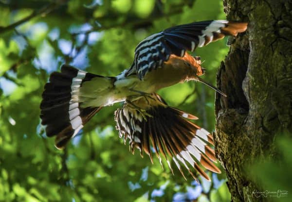 Technique d&apos;observation des oiseaux