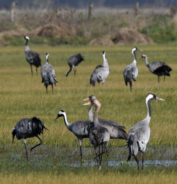 Photographie animalière grues cendrées en Vendée