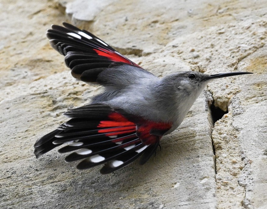 Stage photo d&apos;oiseau