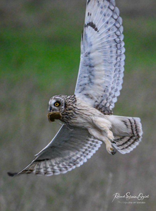 Stage photo animalière avec le Hibou des marais