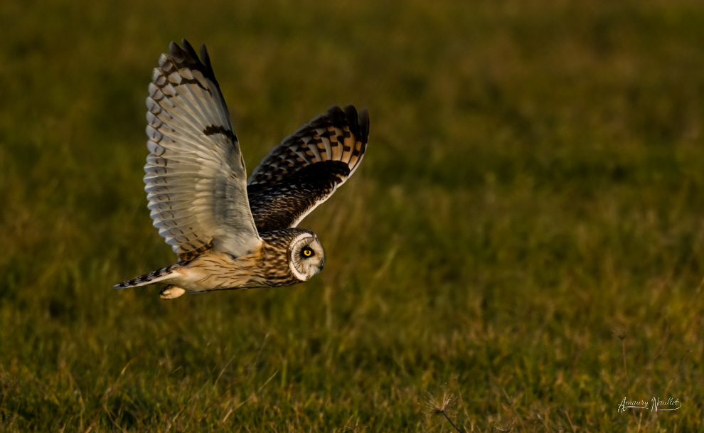 Hibou des marais photographié pendant le stage photo